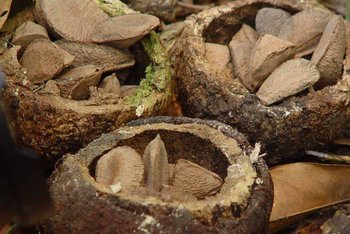 Paranüsse in der Schale aus dem Tambopata Regenwald